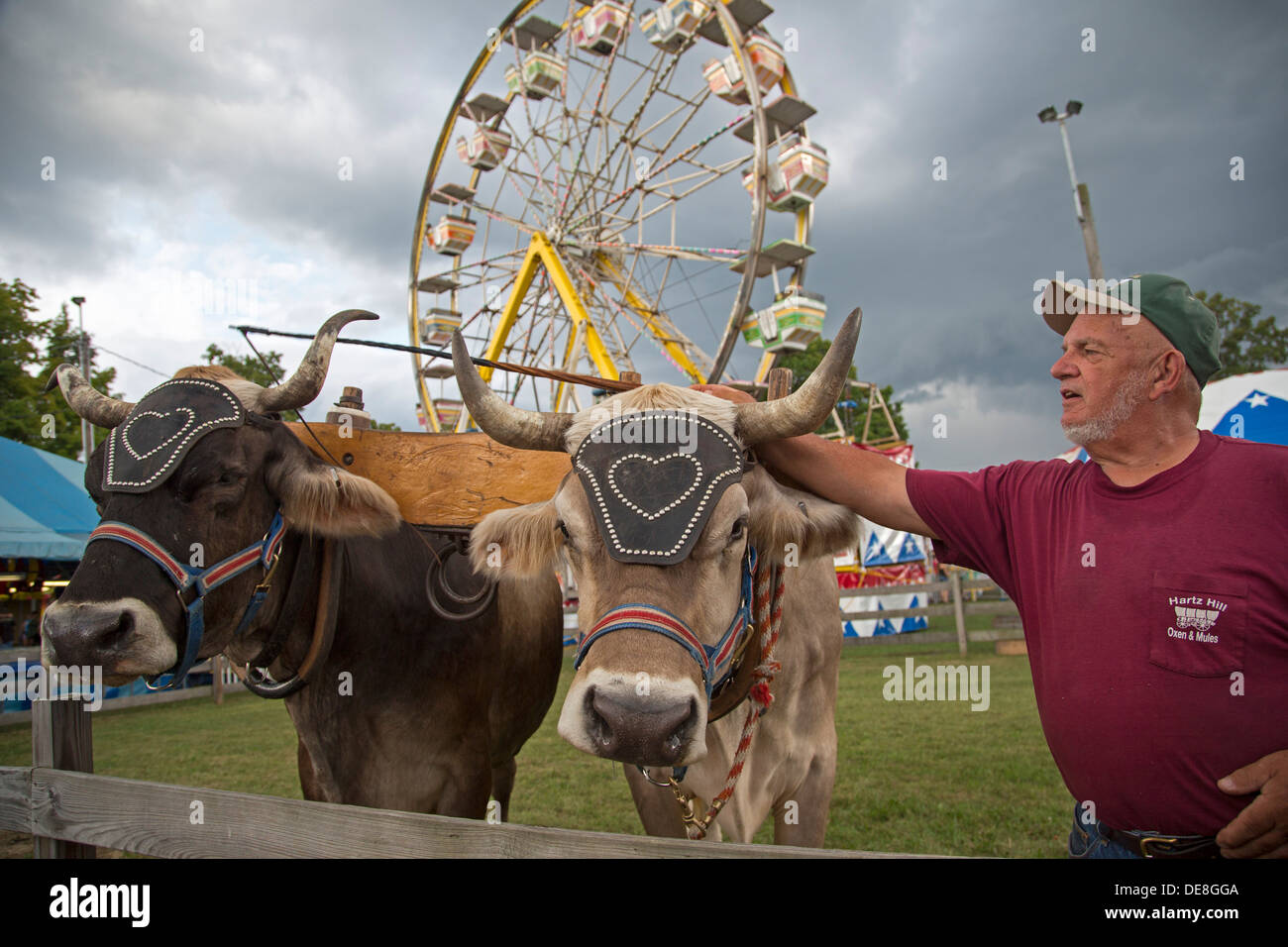 Chatham, New York Ralph Hartzell demonstrates his oxen to visitors at