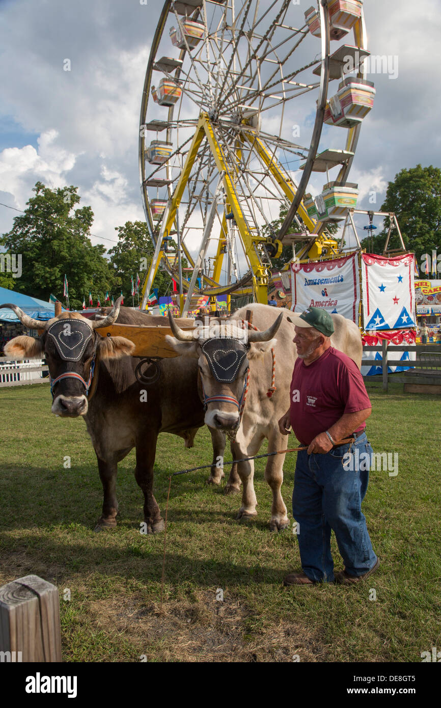 Ox oxen hires stock photography and images Alamy