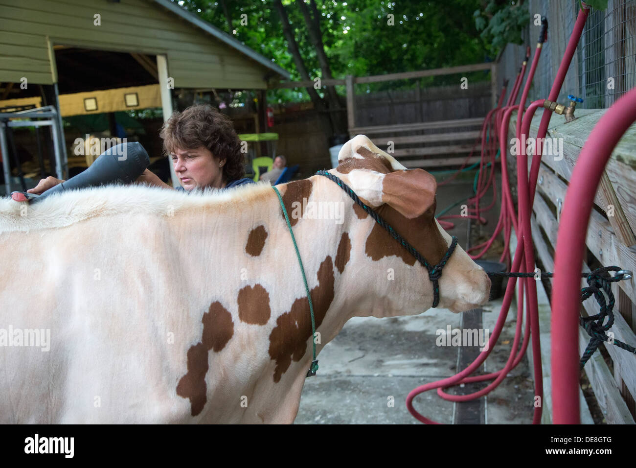 Chatham, New York - Rebecca Sears grooms a cow before showing it at the Columbia County Fair. Stock Photo