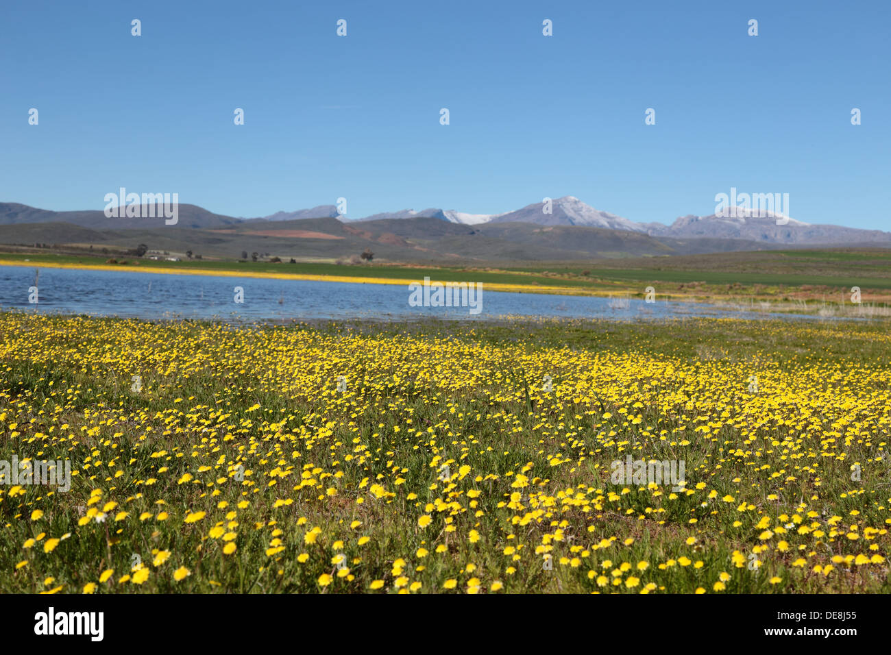Spring flowers and seasonal lake with snow capped peaks of Matroosberg mountains in the background Stock Photo
