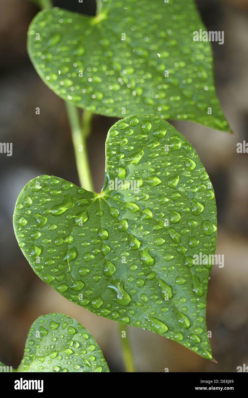 Creeper plant leaves with water drops Stock Photo Alamy