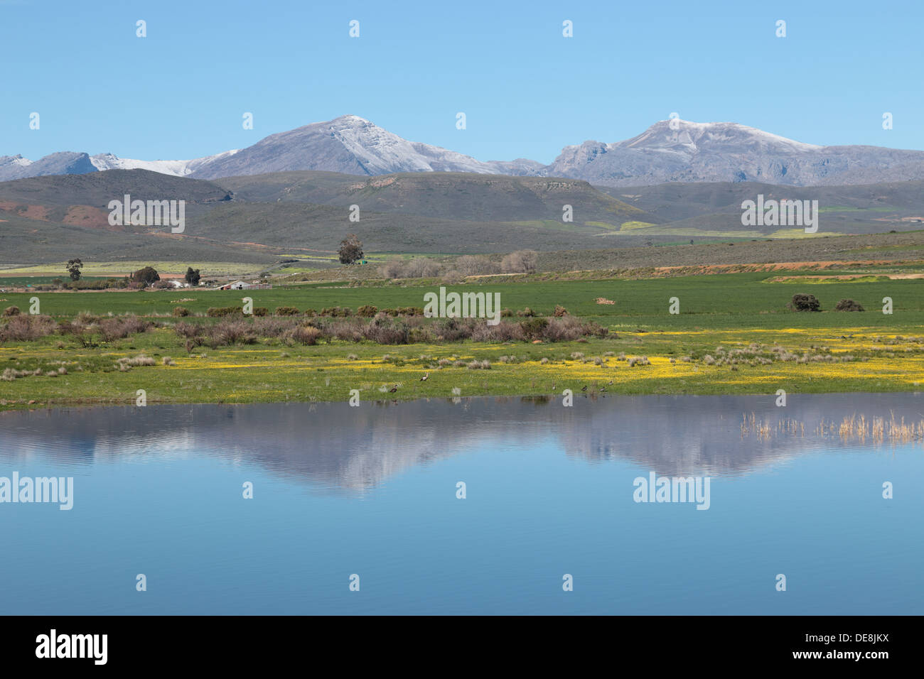 Spring flowers and seasonal lake with snow capped peaks of Matroosberg mountains in the background Stock Photo