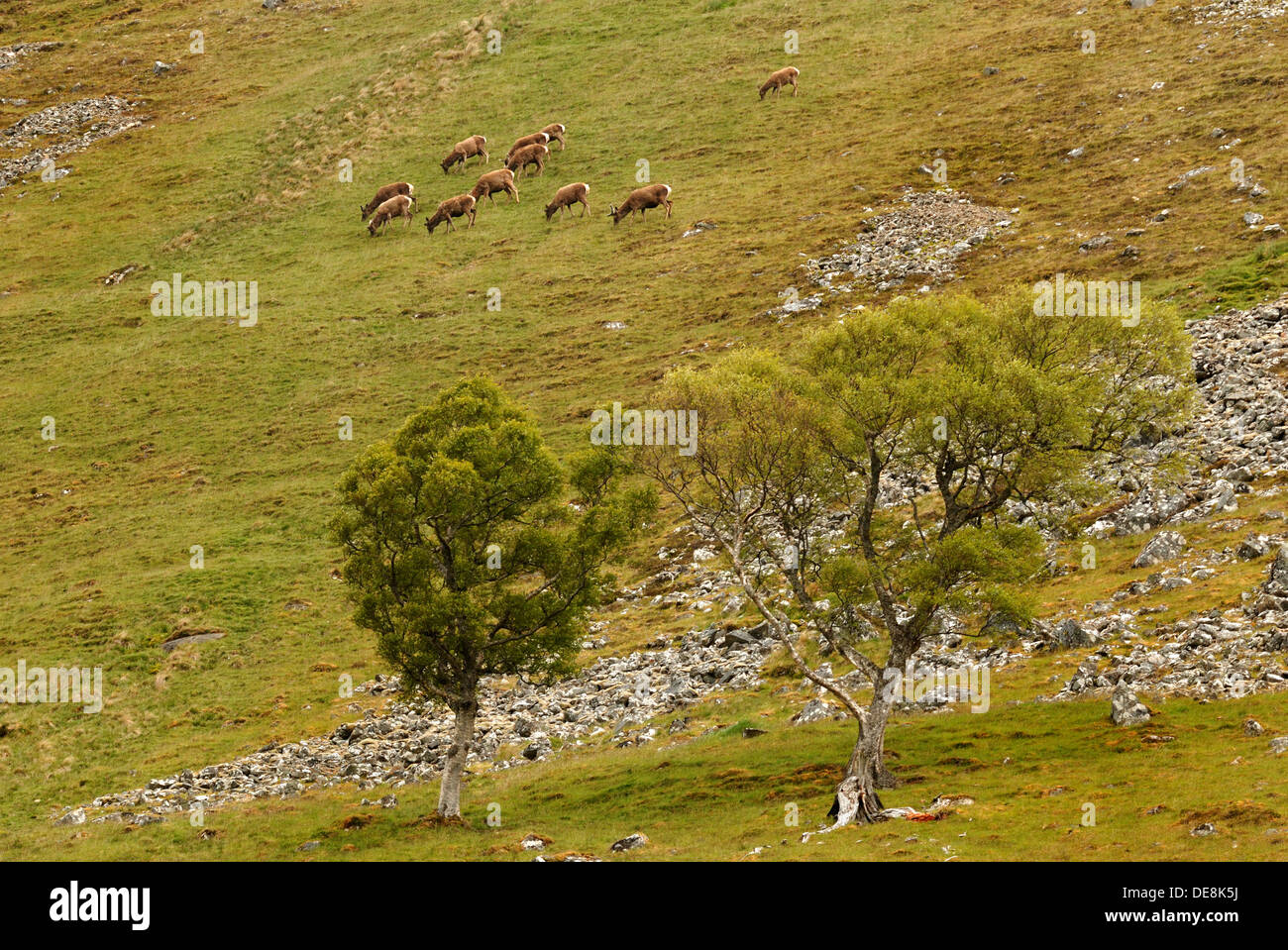 Herd red deer on hi-res stock photography and images - Alamy
