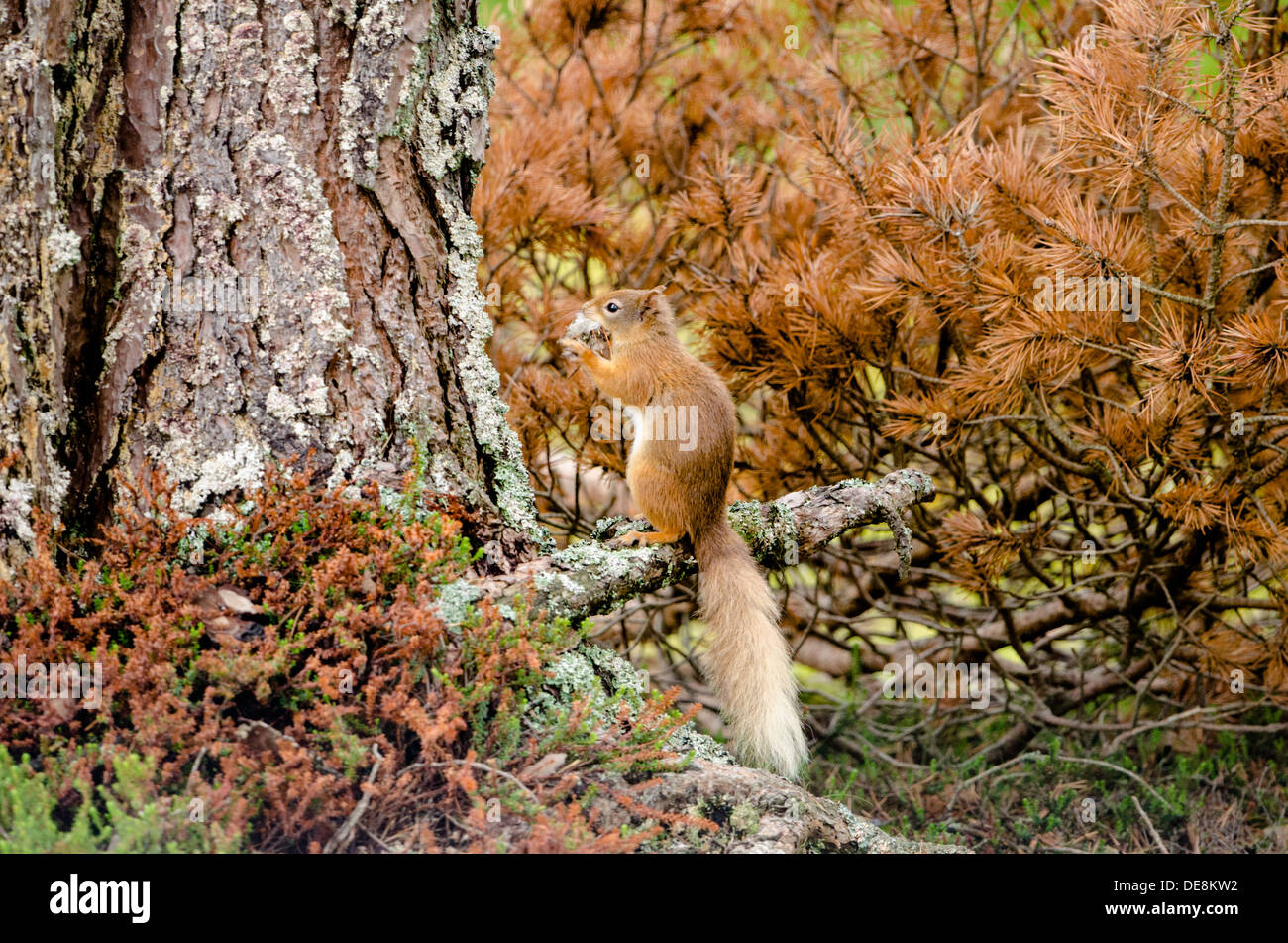 Red Squirrel collecting nest material Stock Photo Alamy