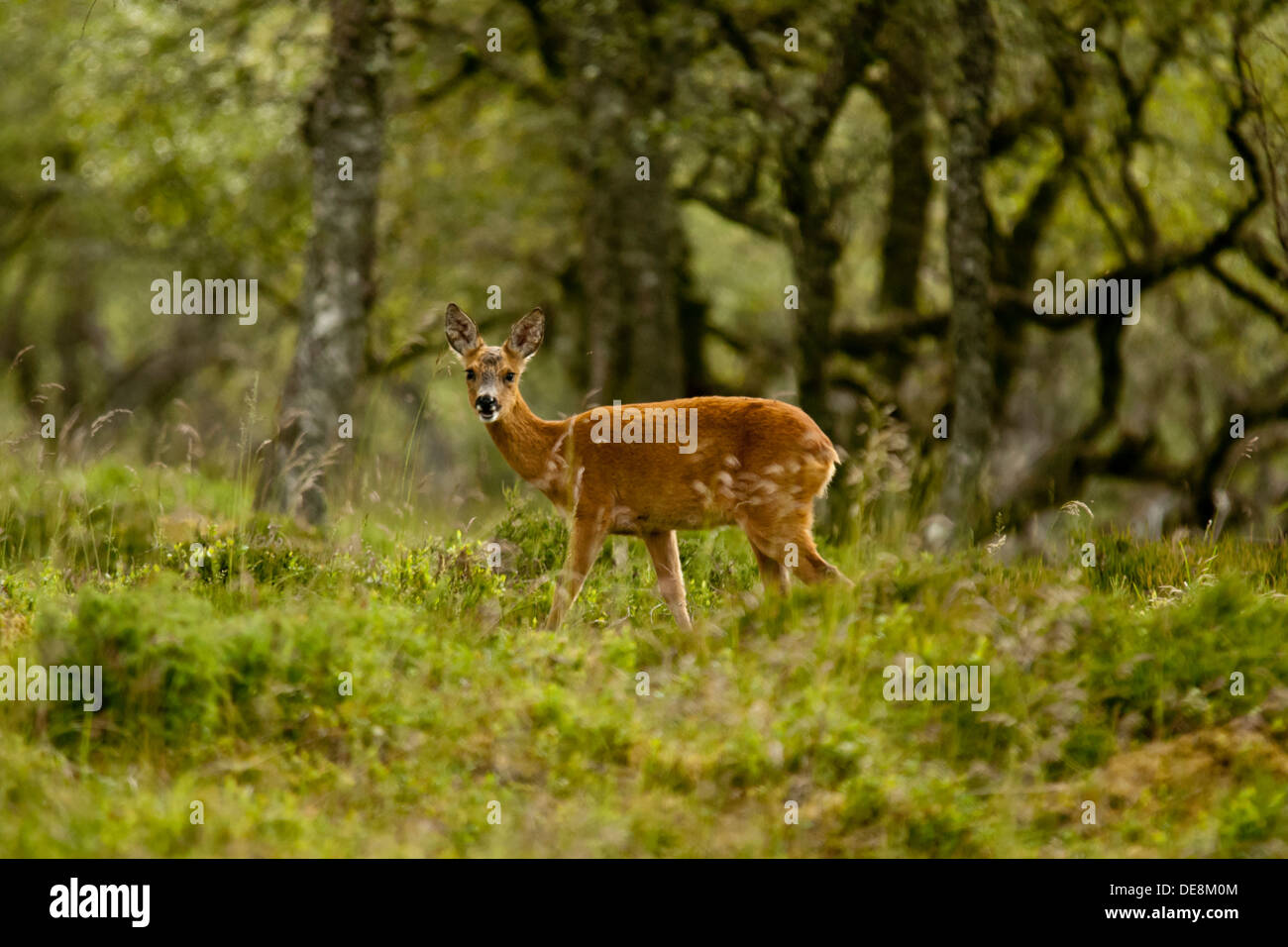 Young roe deer hi-res stock photography and images - Alamy