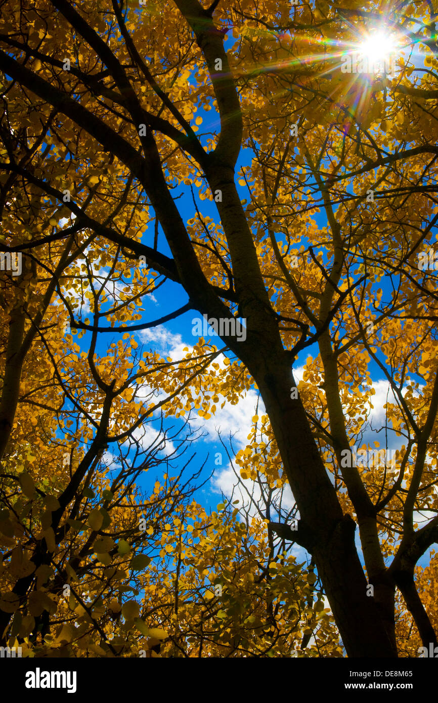 Aspen trees in fall Stock Photo