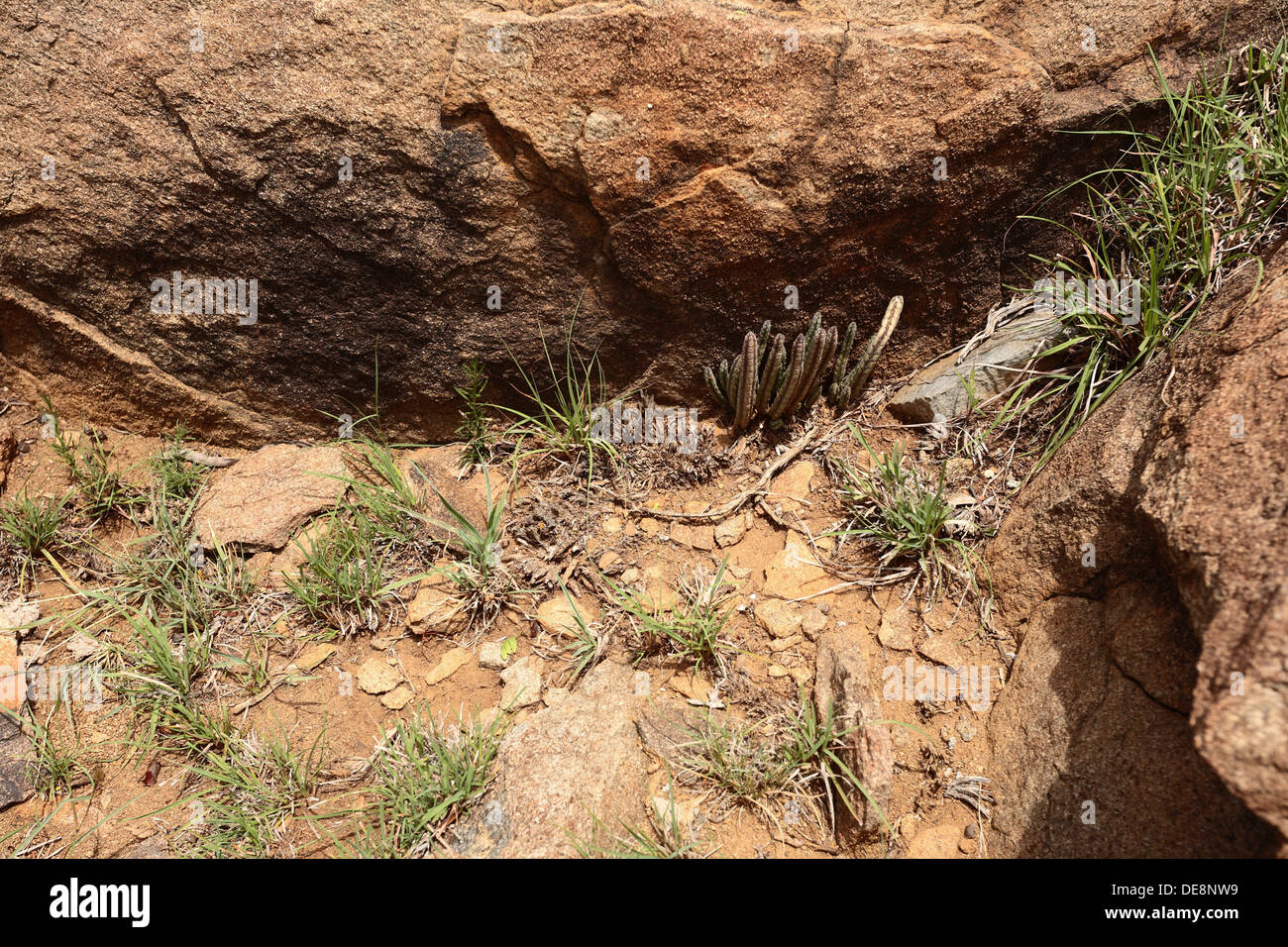 Clump of Tridentea growing on the side of a rock Stock Photo