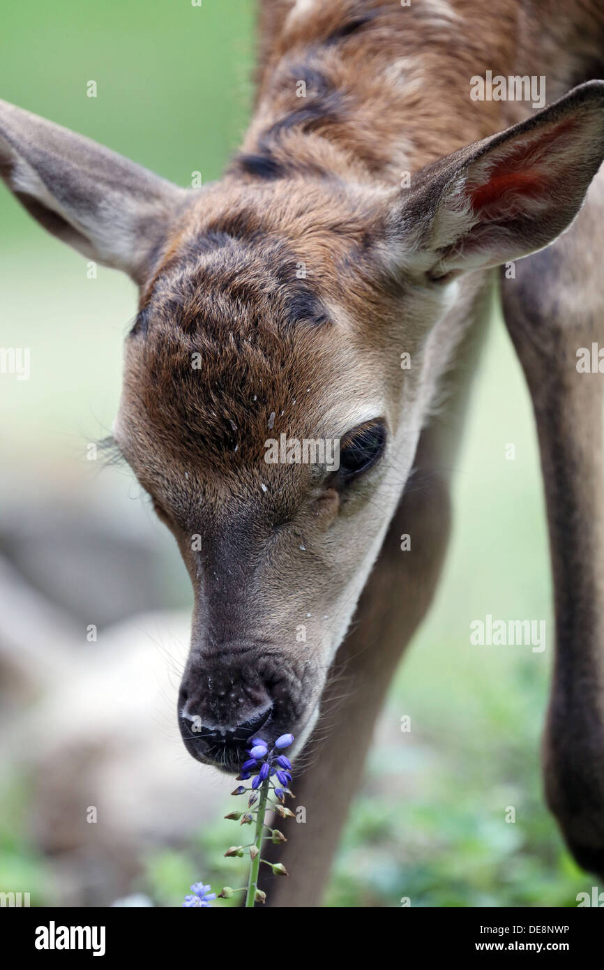 Resplendent village, Germany, red deer calf sniffs a flower Stock Photo