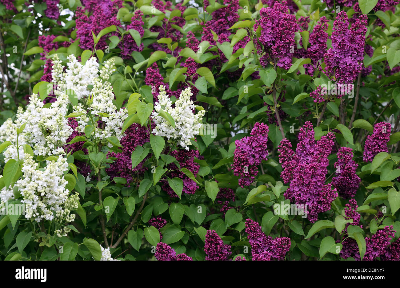 Thyrow, Germany, bluehender white and purple lilac Stock Photo
