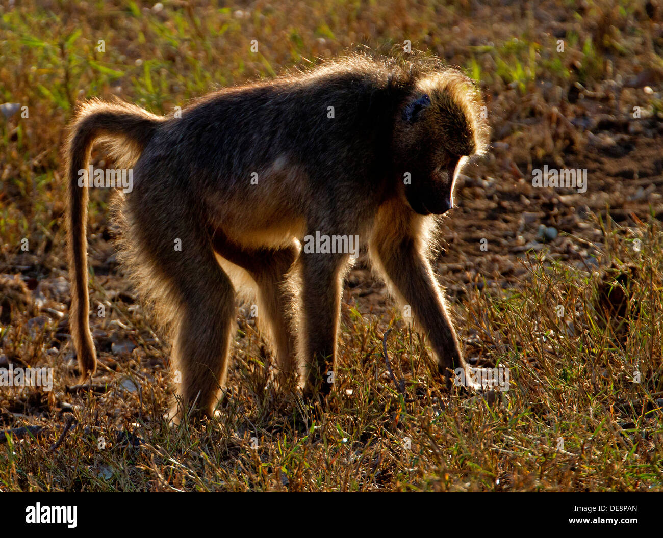 Chacma Baboon foraging, Kruger National Park. Stock Photo