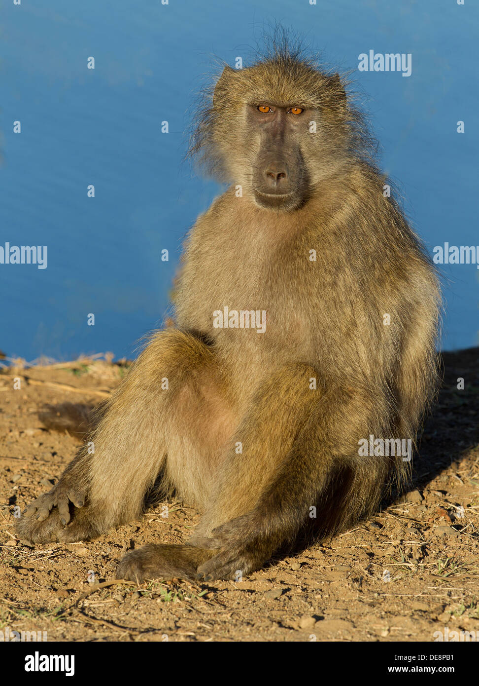 Chacma Baboon, Kruger Park, South Africa. Stock Photo