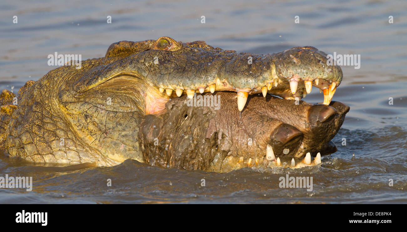 Nile Crocodile eating a Hippo's foot-Kruger National Park Stock Photo -  Alamy
