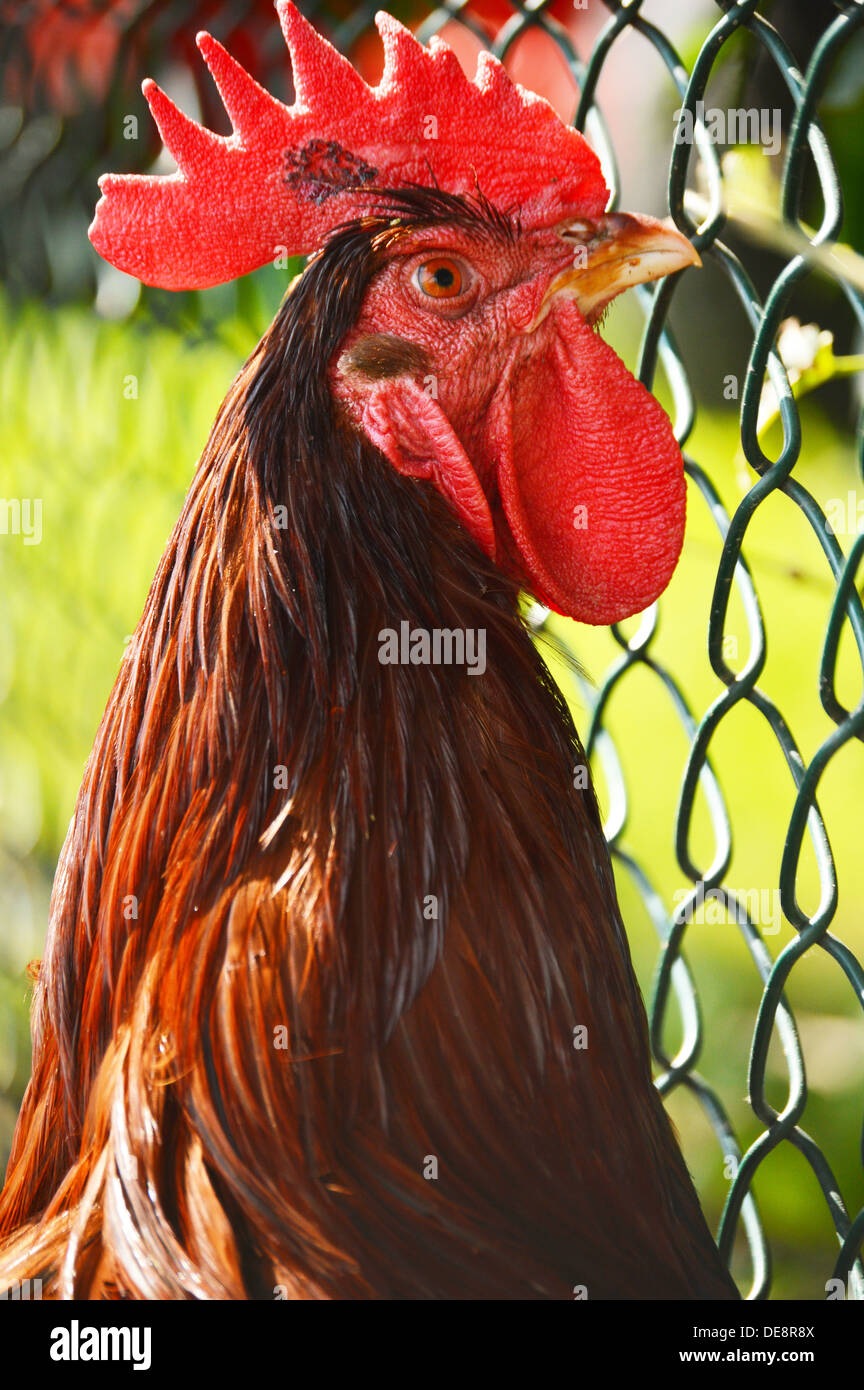 Rooster on traditional free range poultry farm Stock Photo Alamy