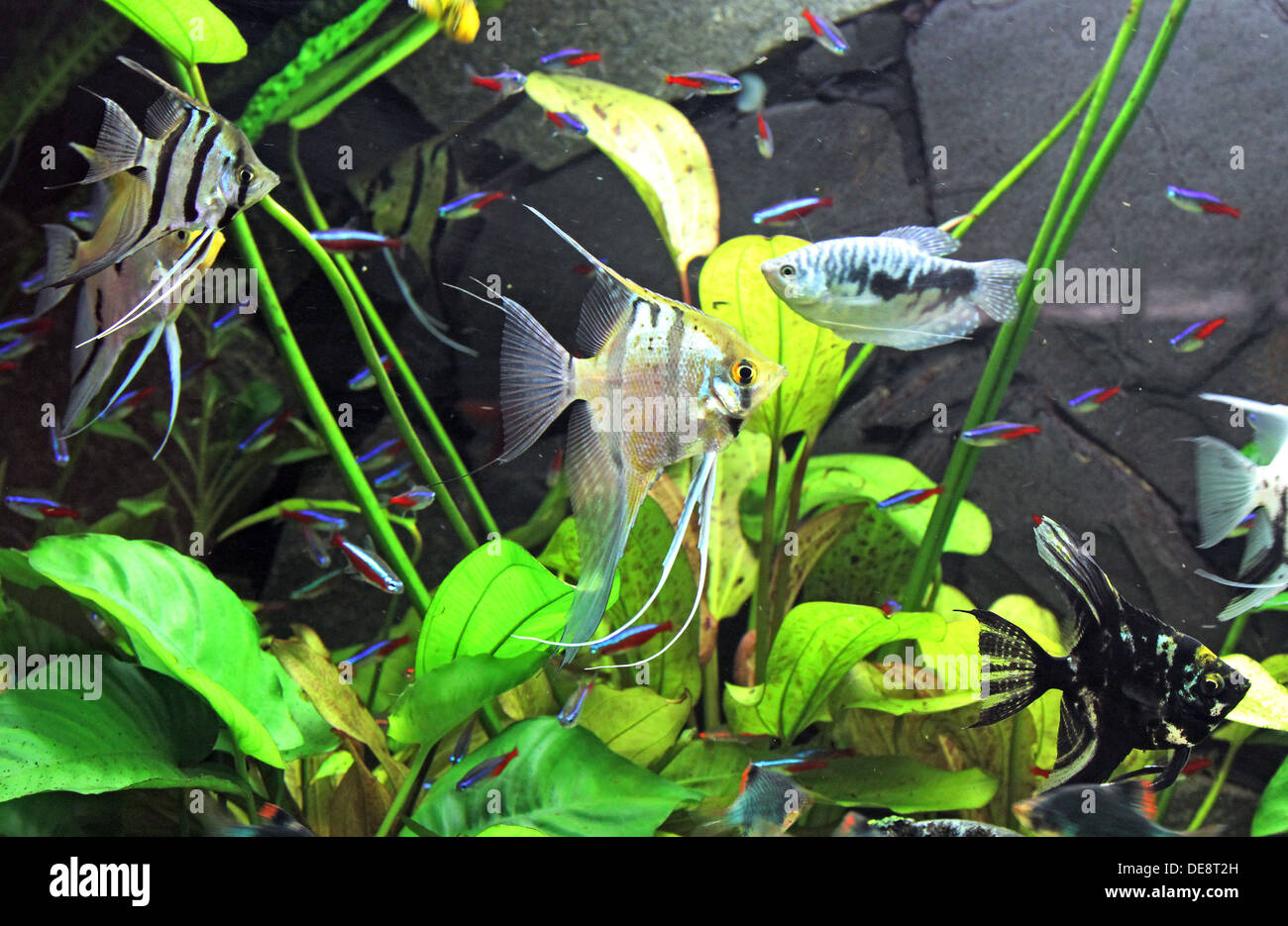Berlin, Germany, angelfish, blue neon tetra and dwarf gourami in a fish tank Stock Photo