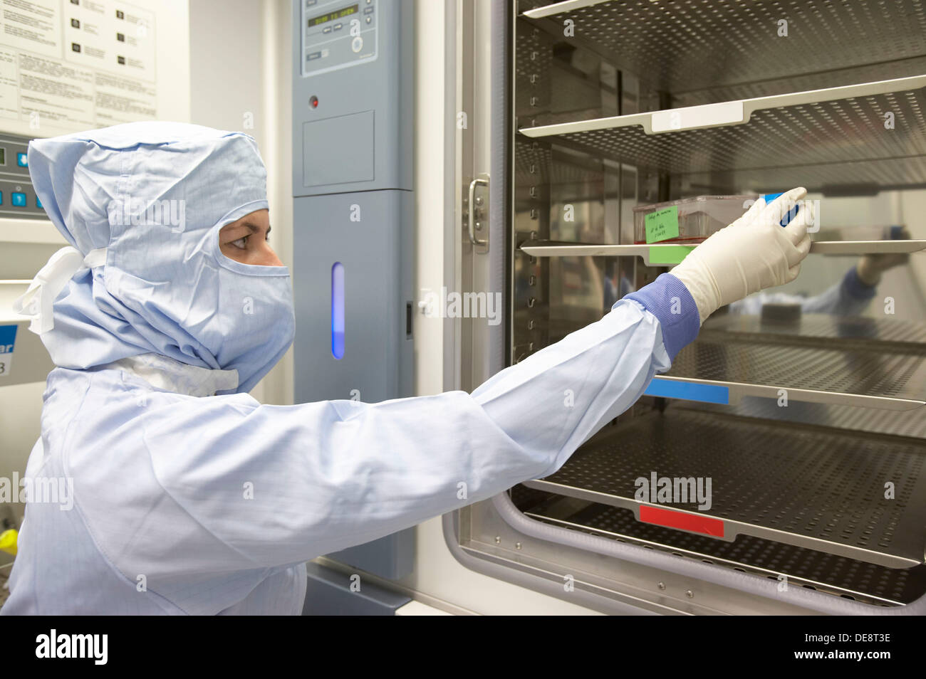 Cell cultures flask in CO2 Incubator. Production room, grade B. Clean