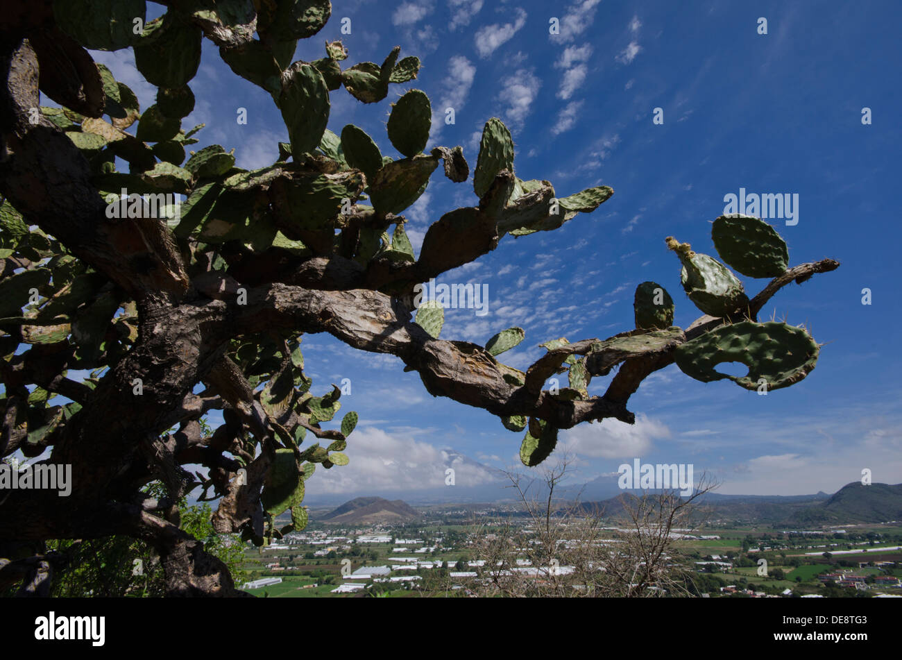 View from the top of the hill in Atlixco towards Popocatepetl in Mexico, showing Nopal plant in foreground. Stock Photo