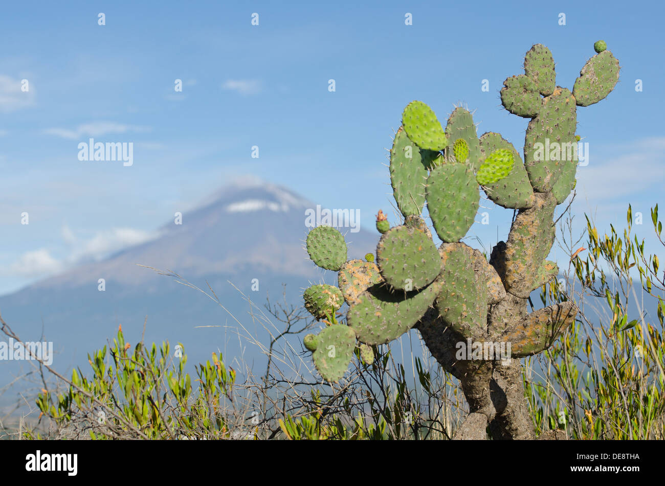 A nopal cactus plant in the countryside outside Puebla in Mexico with the volcano Popocatepetl in the background. Stock Photo