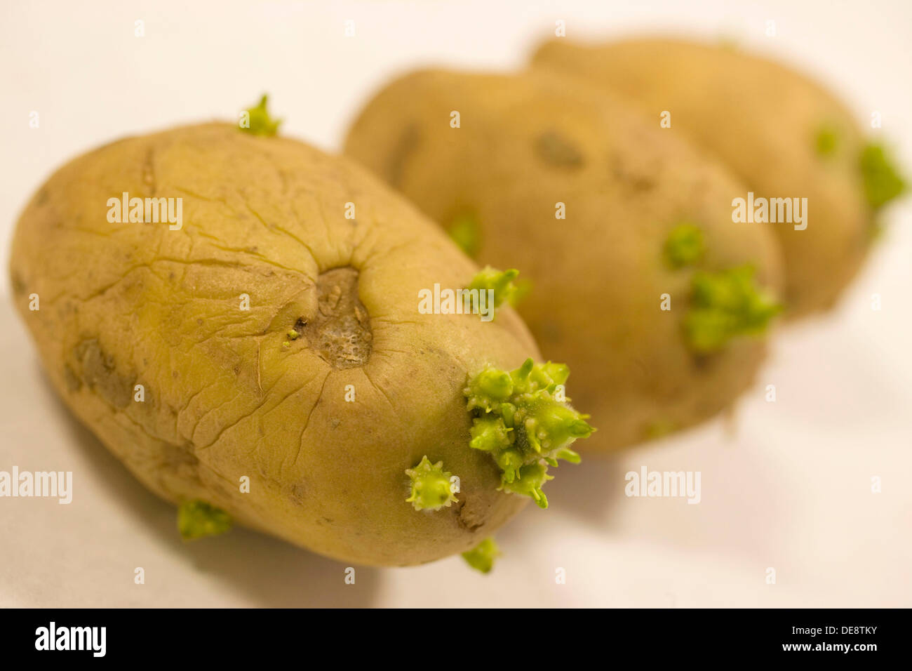 Sprouted potatoes for extraction of samples and bacteria detection