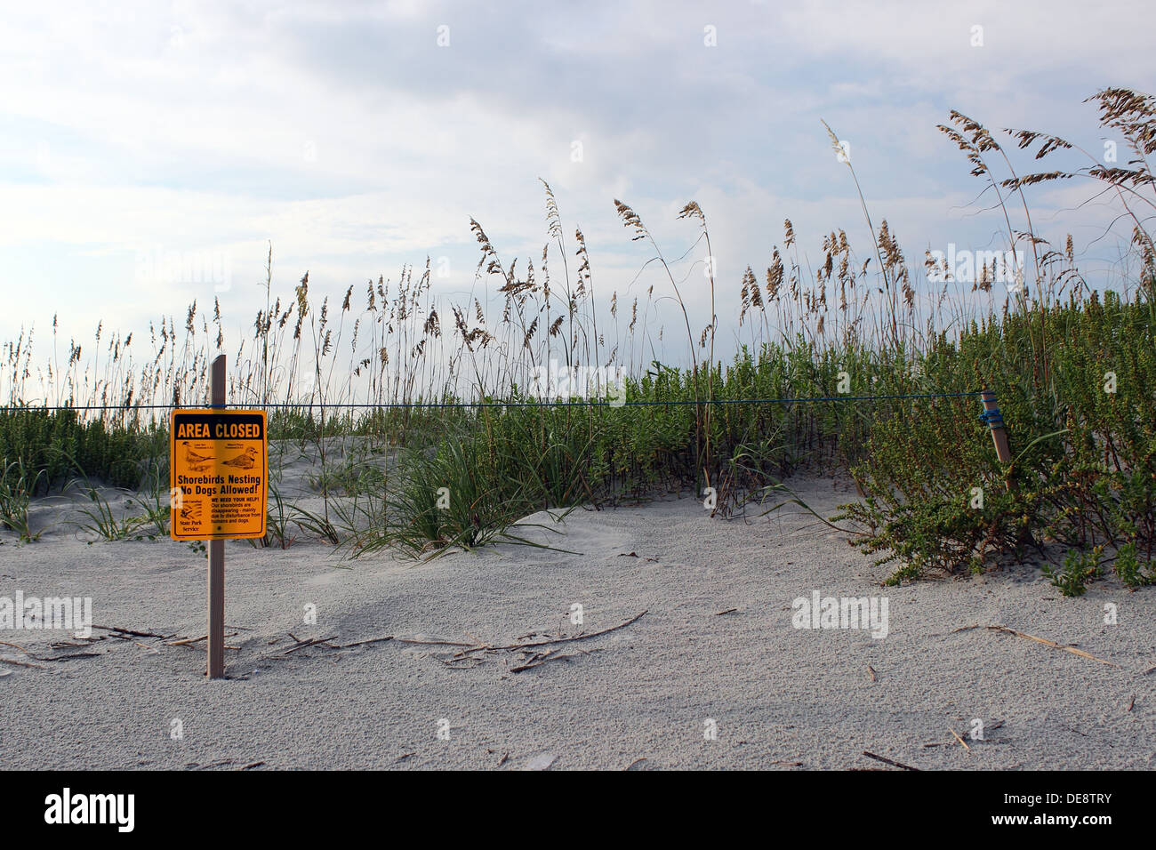 A section of beach dune closed off to protect nesting birds. Stock Photo