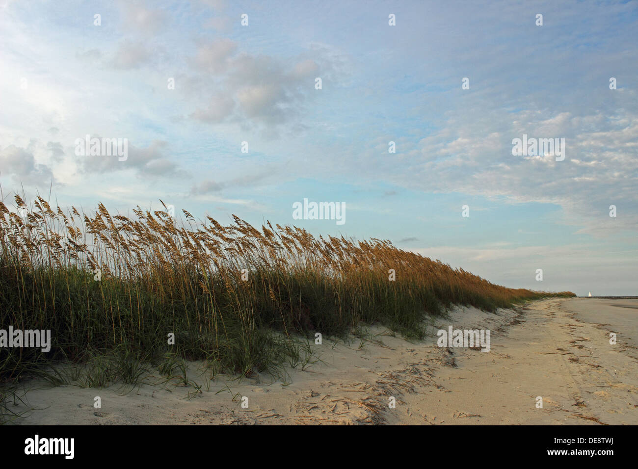 A long string of dunes lines a quiet beach in South Carolina, USA Stock