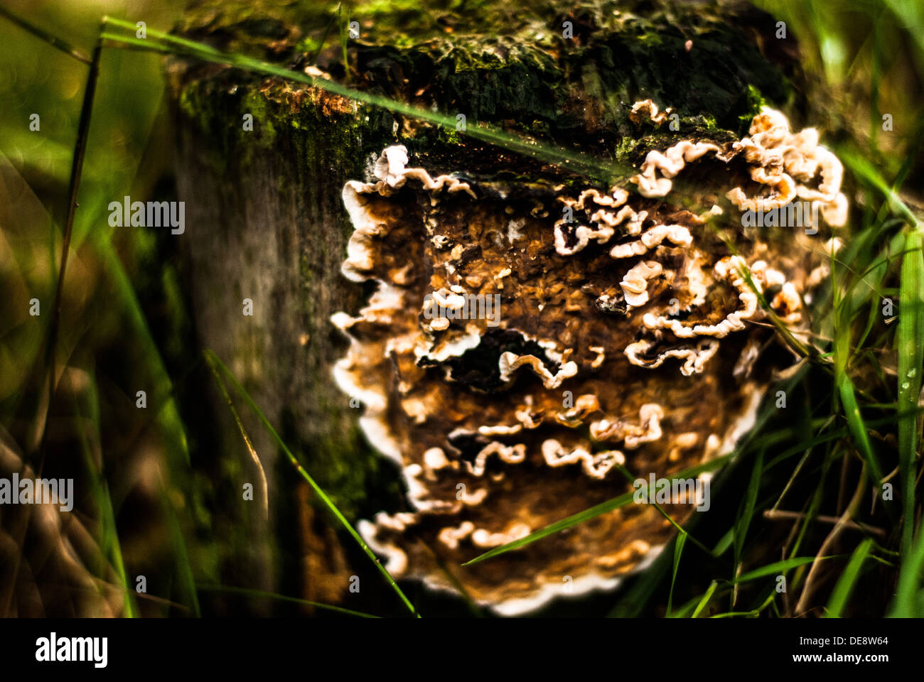 Fungus growing on tree stump Stock Photo