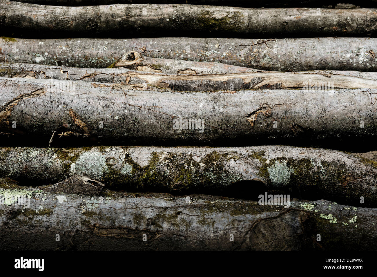 Logs in a forest near Lemberg, Western Germany. Stock Photo