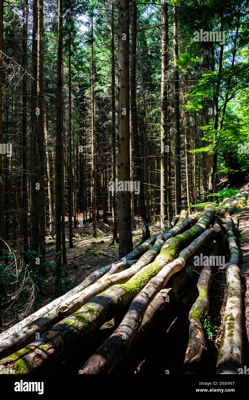 The forest near Lemberg, Western Germany. Stock Photo