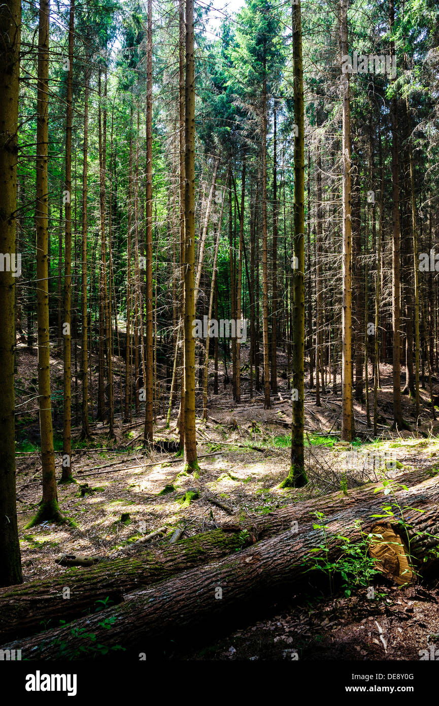 The forest near Lemberg, Western Germany. Stock Photo