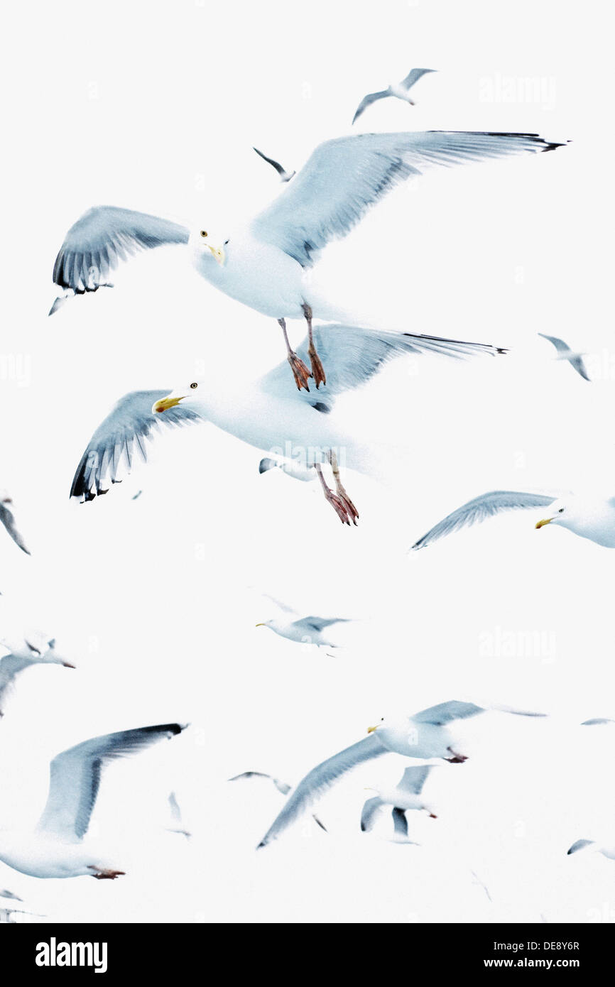 Seagulls in Flight Stock Photo