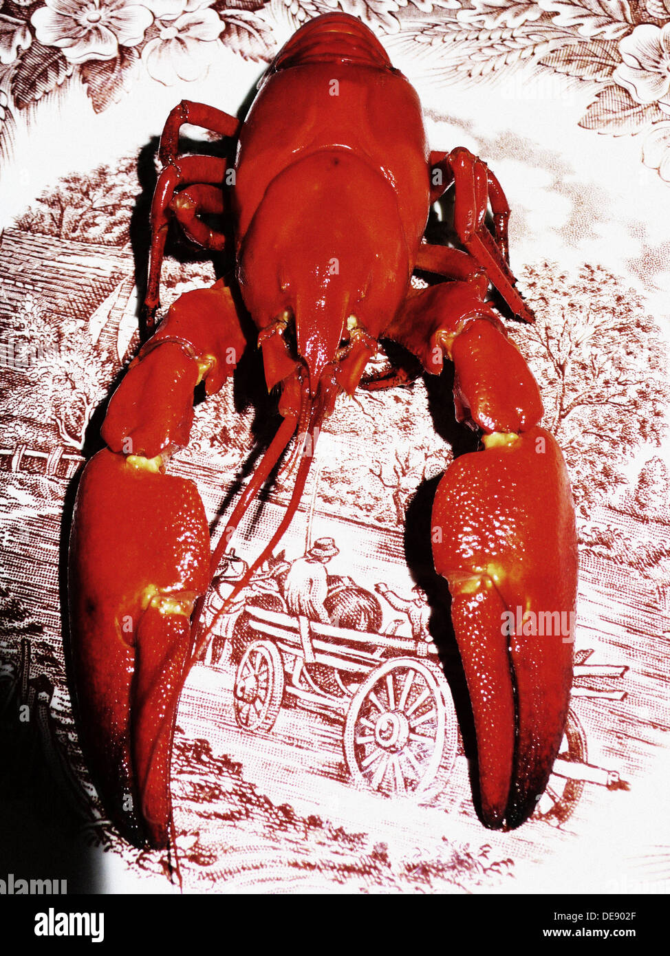 Red Lobster Stock Photo