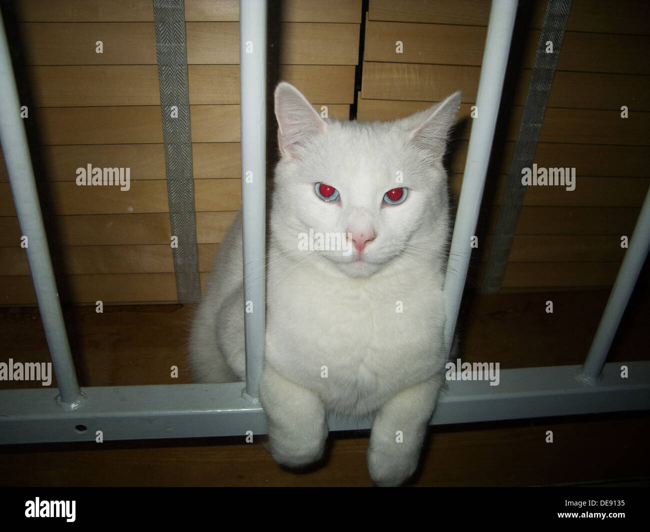 White Cat Resting on Window Bars, Portrait Stock Photo