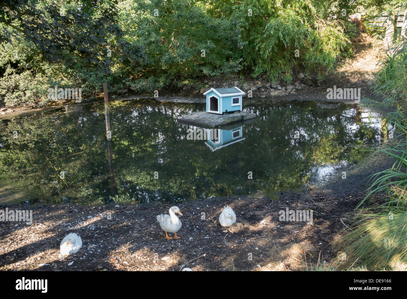 A village duck pond with three white ducks and a duck house Stock Photo
