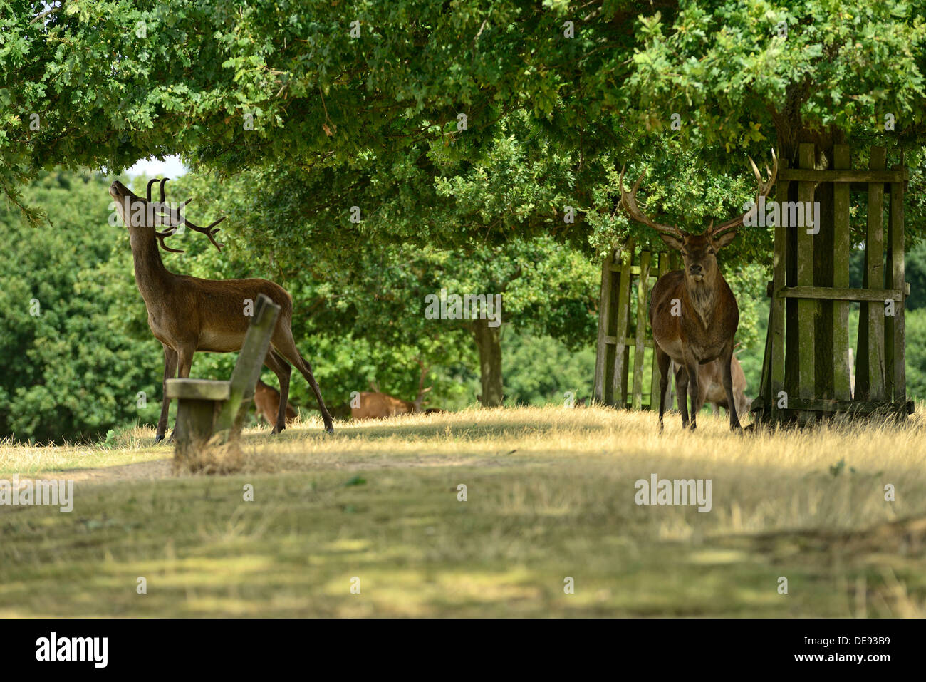 Stag deer feeding on grass and trees in Richmond park, London Stock Photo