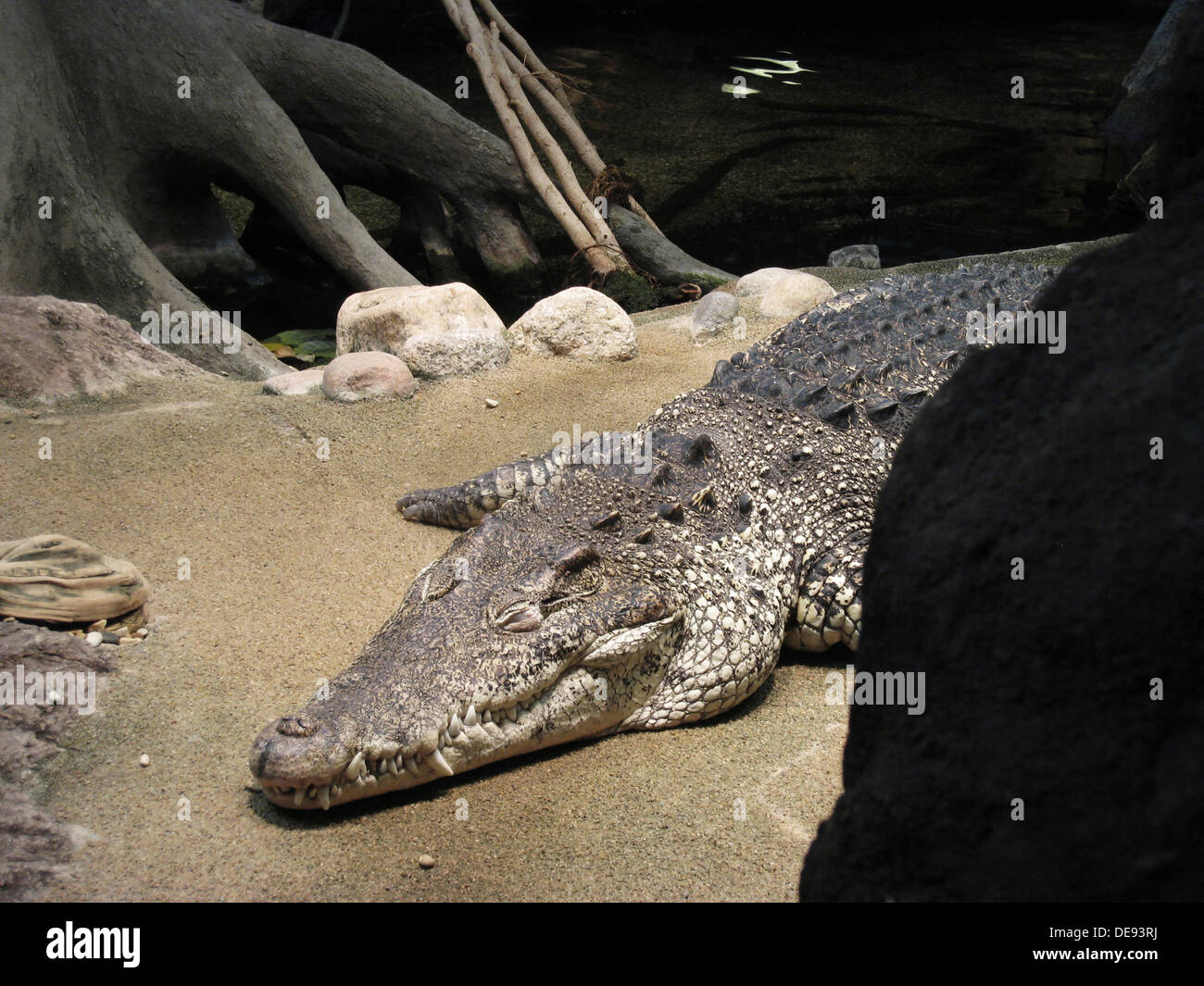 Sleeping Crocodile Stock Photo