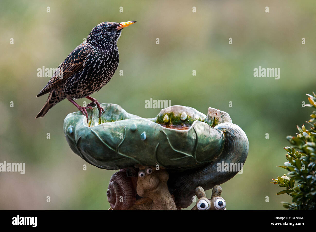 Common Starling / European starling (Sturnus vulgaris) drinking water from garden  bird bath / birdbath Stock Photo