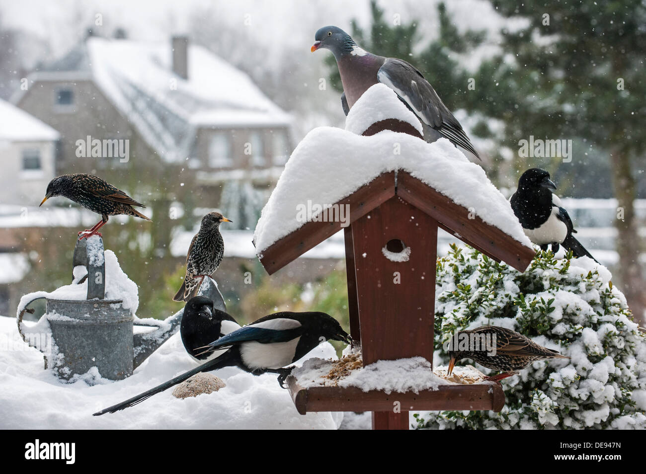 Starlings (Sturnus vulgaris), magpies (Pica pica) and wood pigeon at feeding at garden bird feeder during snow shower in winter Stock Photo