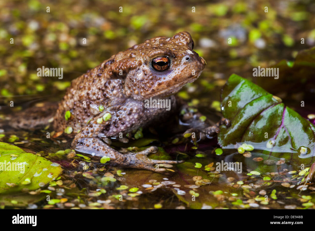 Portrait of Common European toad (Bufo bufo) in pond in spring Stock Photo