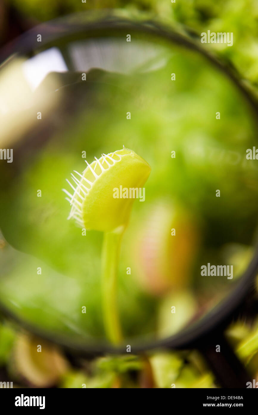 Venus Fly Trap Through Magnifying Glass Stock Photo