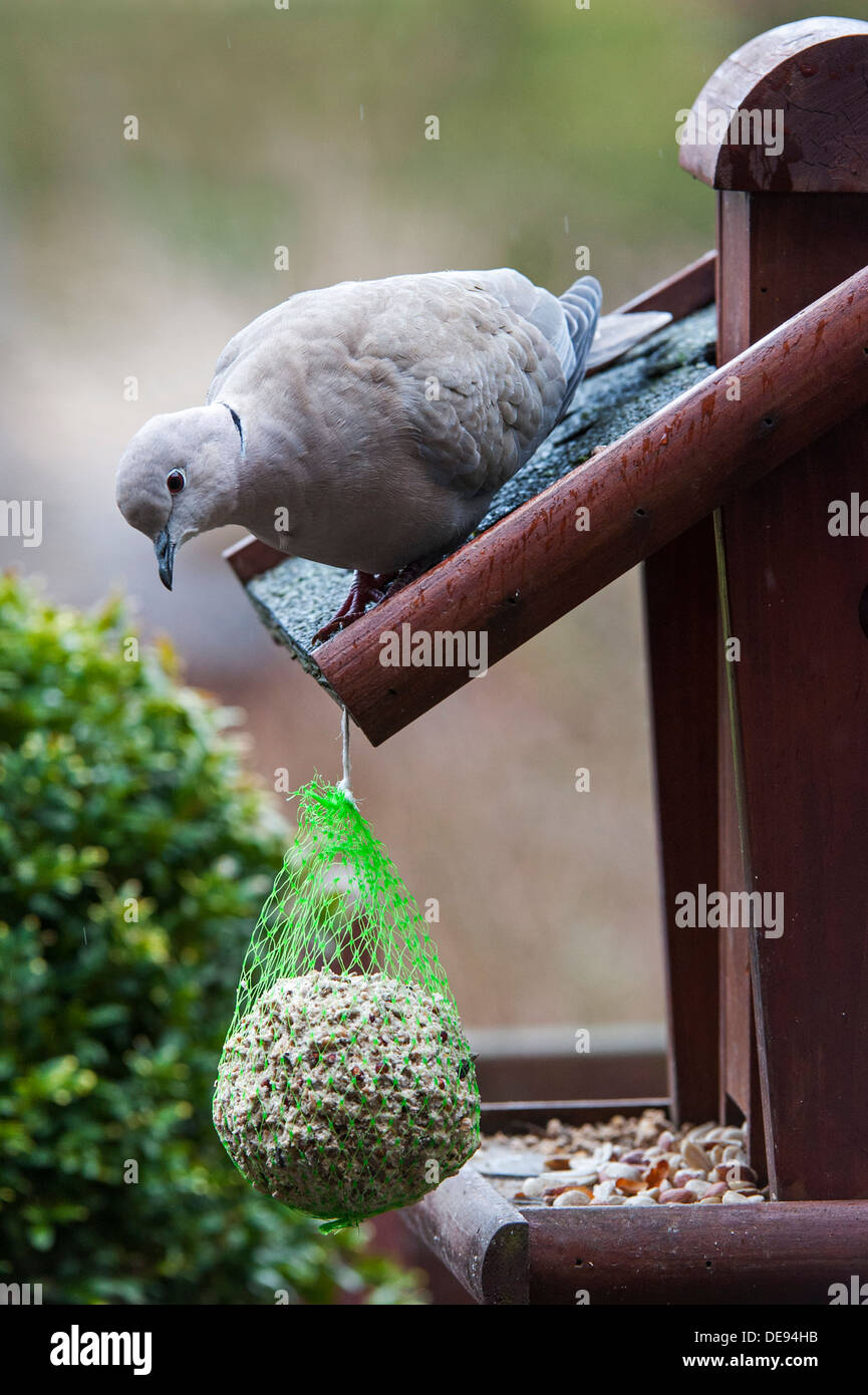 Hungry Eurasian Collared Dove (Streptopelia decaocto) on bird feeder looking at fat ball Stock Photo