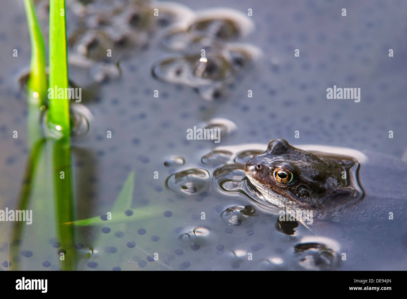European common brown frog (Rana temporaria) floating among frogspawn in pond in spring Stock