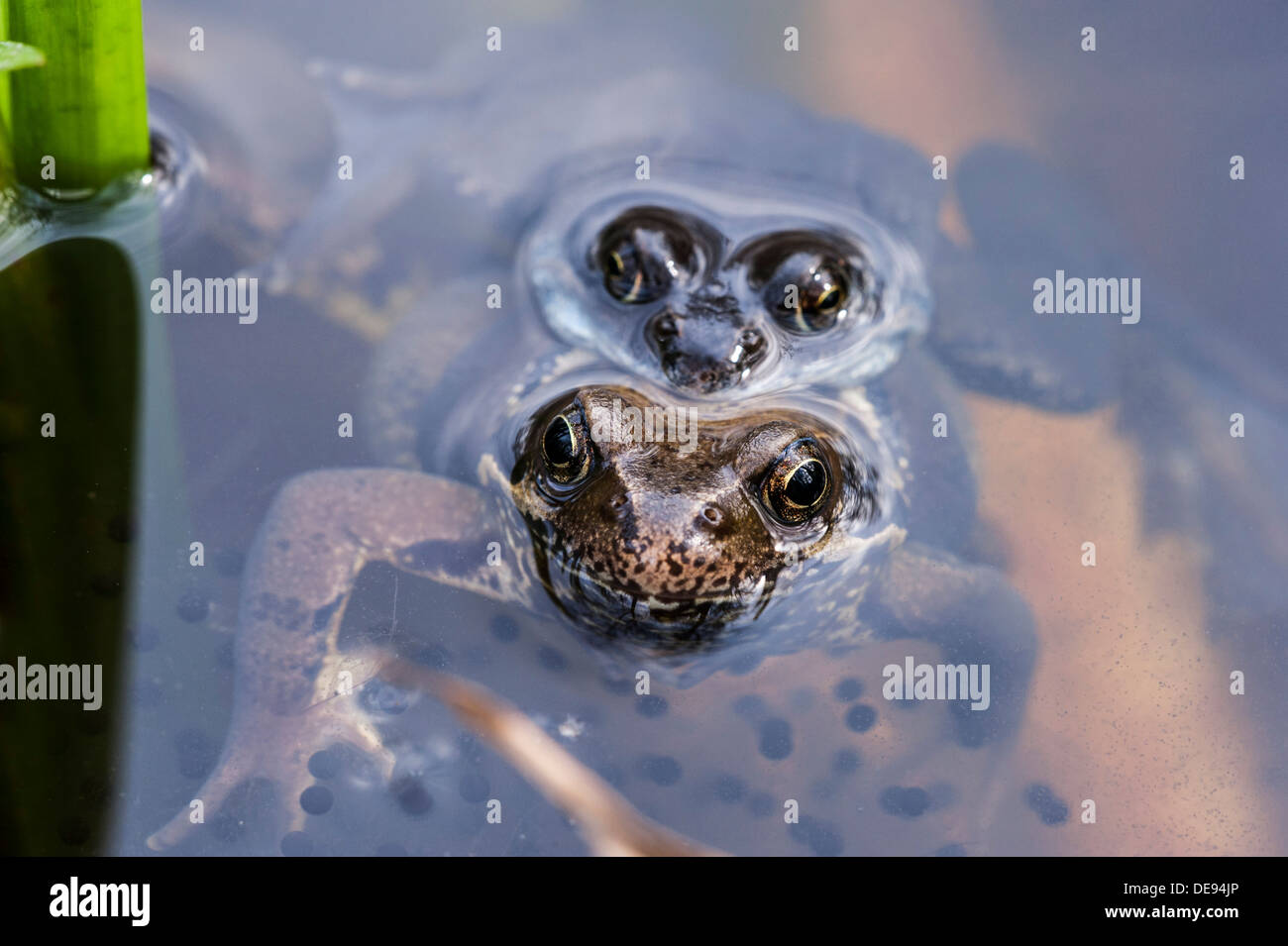 European common brown frogs (Rana temporaria) pair in amplexus floating