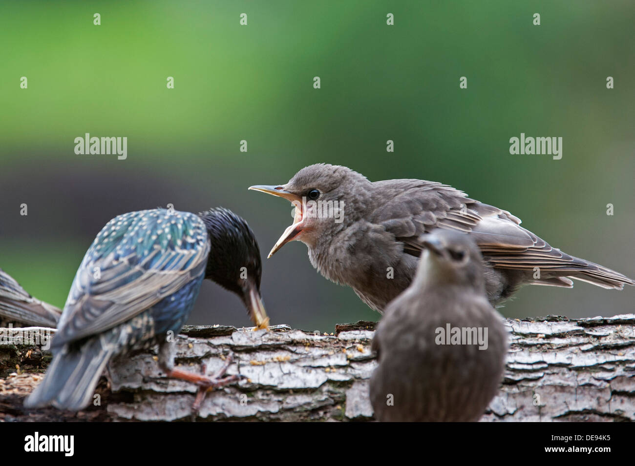 Common Starling / European starlings (Sturnus vulgaris) fledgling begging adult bird for food in spring Stock Photo