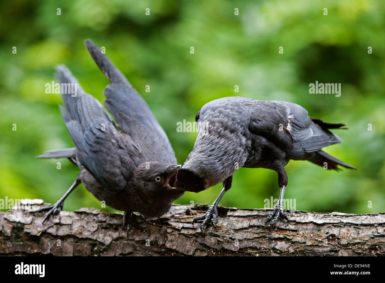 Western Jackdaw / European Jackdaws (Corvus monedula / Coloeus monedula) fledgling in tree begging adult bird for food Stock Photo