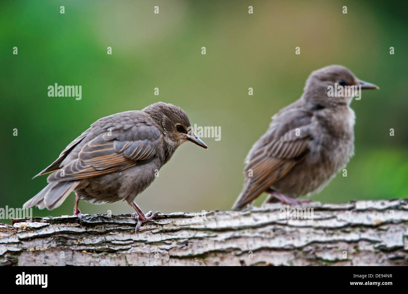 Two Common Starling / European starlings (Sturnus vulgaris) fledglings perched in tree in spring Stock Photo