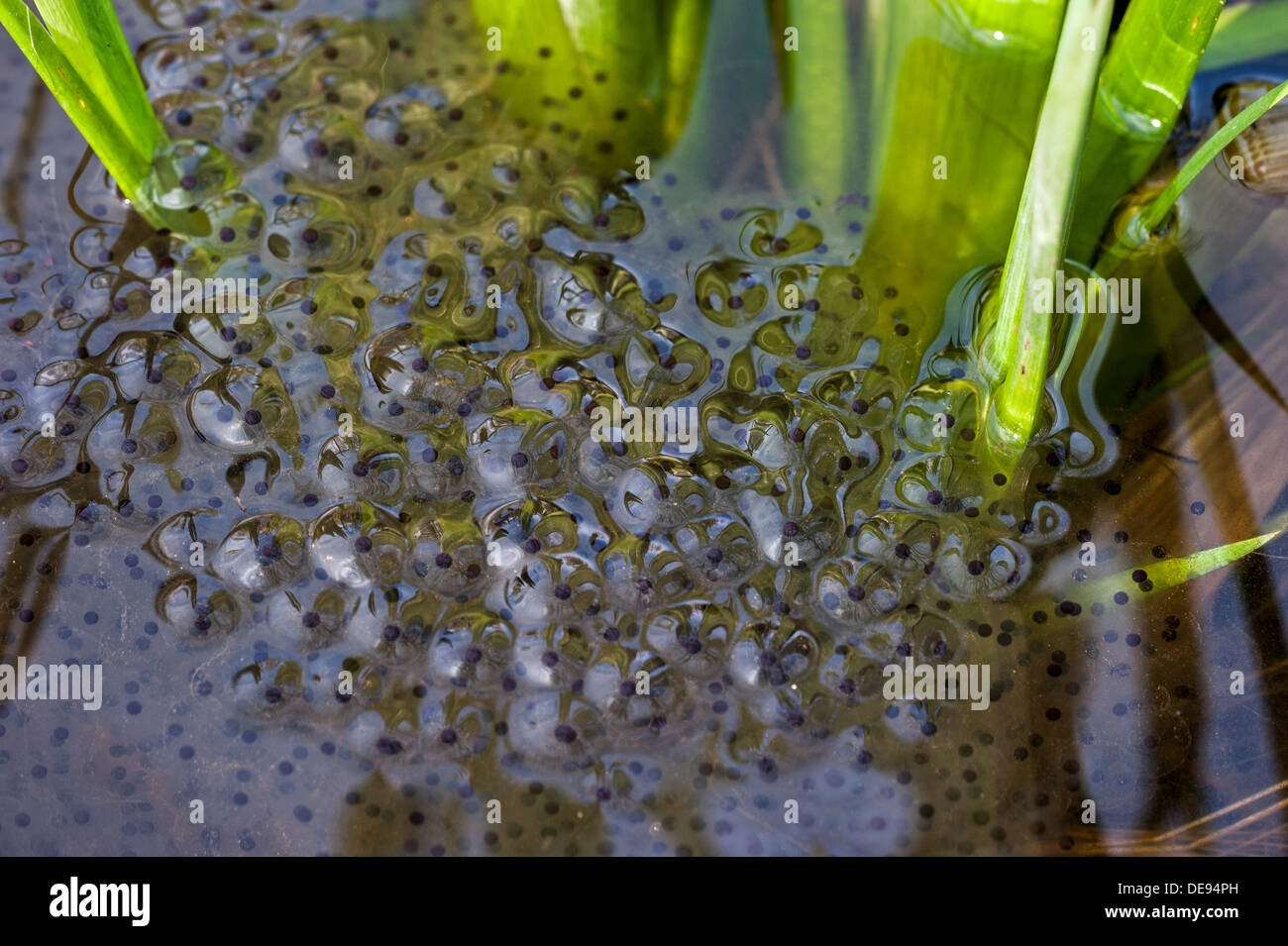 European common brown frog (Rana temporaria) frogspawn among water plants in pond in spring Stock Photo