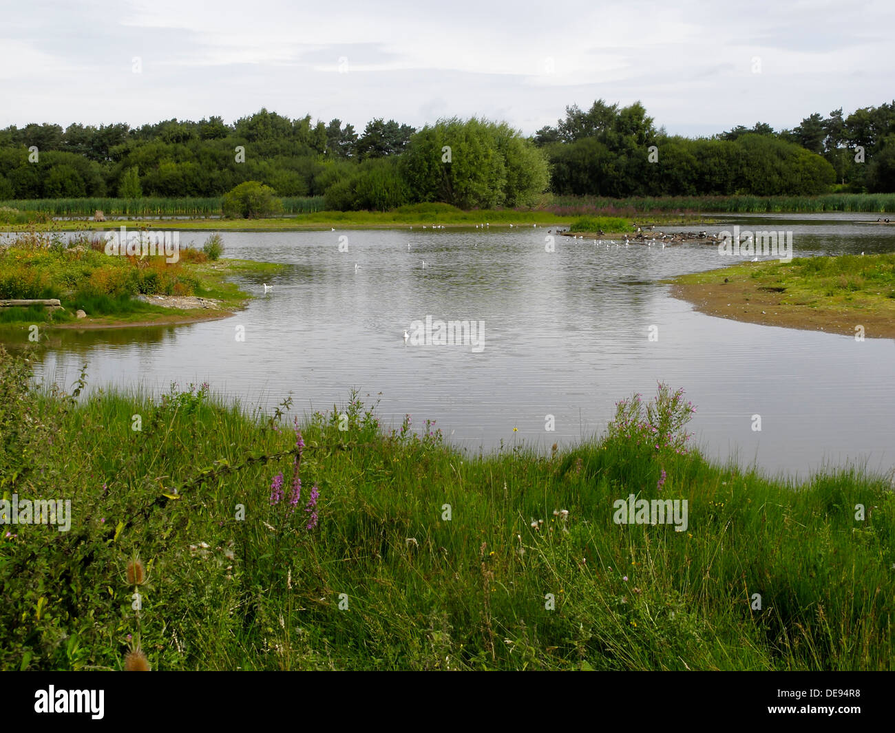 Venus pools, Shropshire, September 2013 Stock Photo
