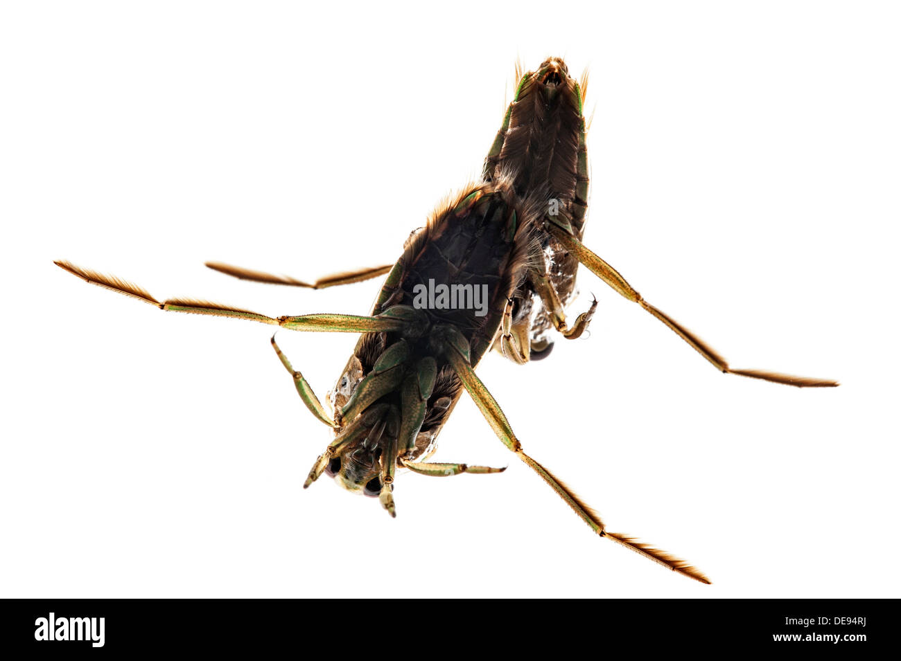 Two Spotted backswimmers / Mottled backswimmer / Peppered water boatman (Notonecta maculata) on white background Stock Photo