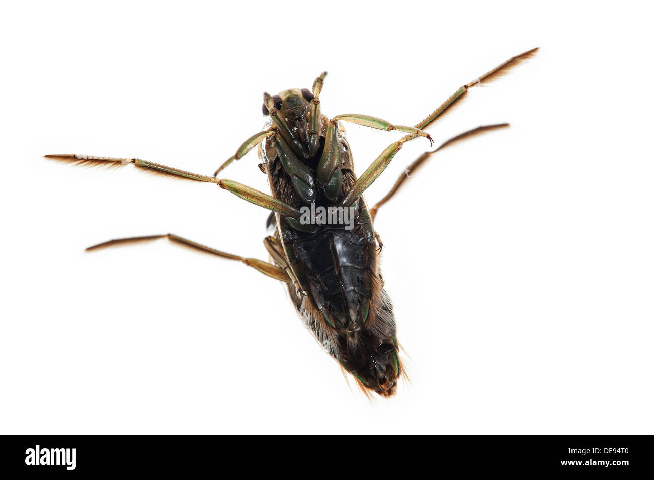 Water boatman insect hi-res stock photography and images - Alamy