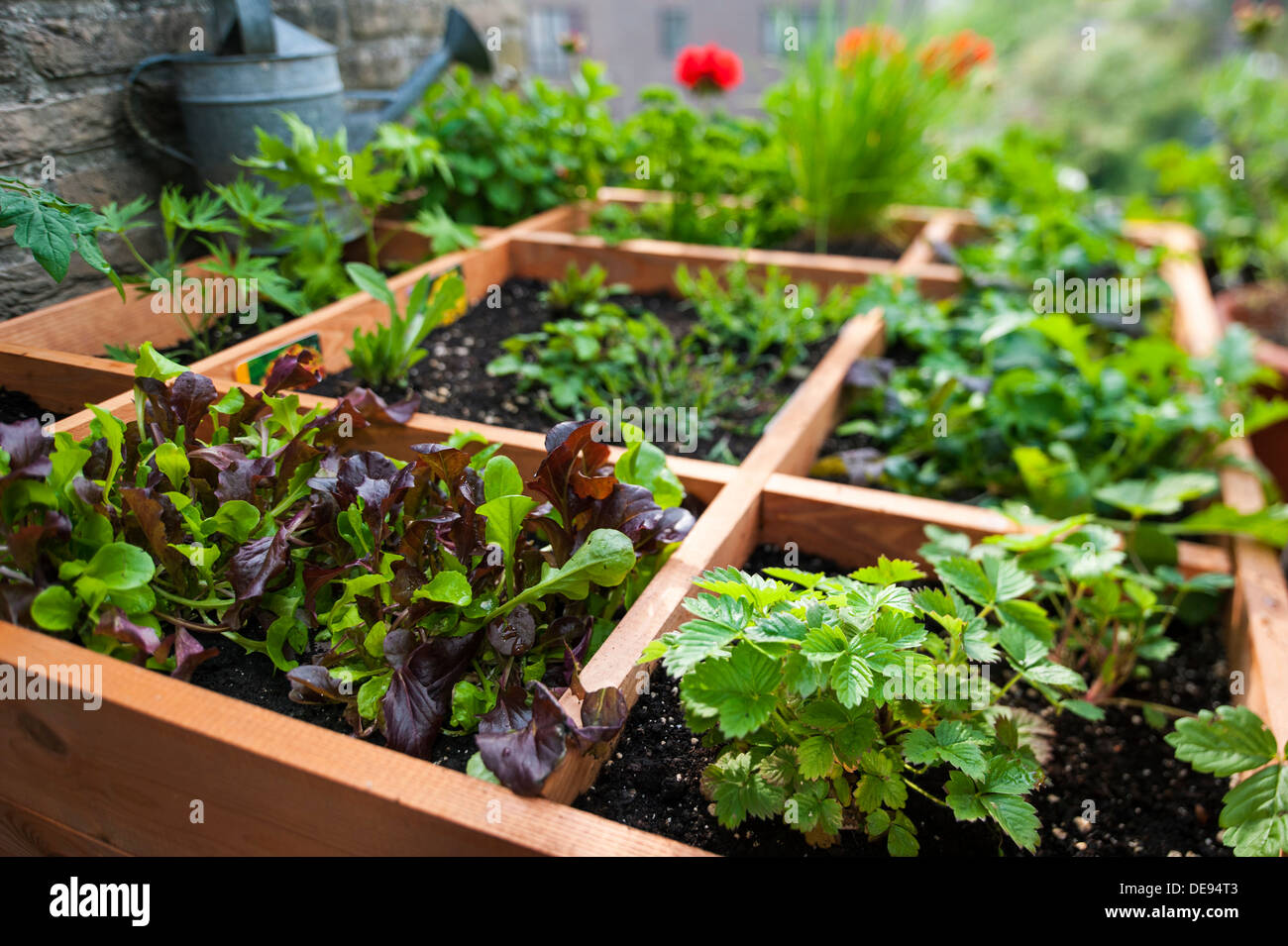 Square foot gardening by planting flowers, herbs and vegetables in ...