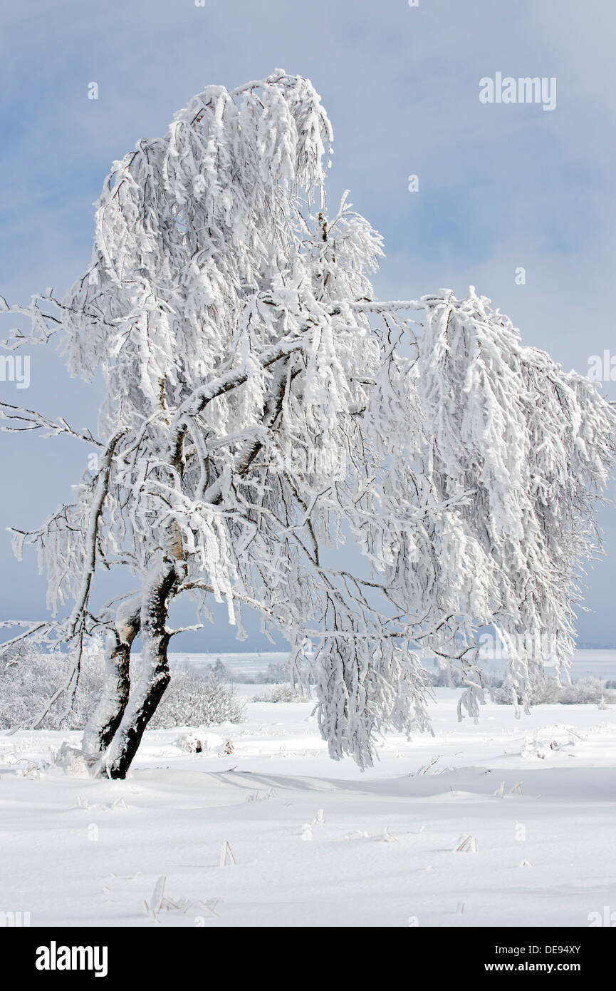 Birch tree with hoarfrost in moorland in the snow, nature reserve High Fens / Hautes Fagnes in winter, Belgian Ardennes, Belgium Stock Photo
